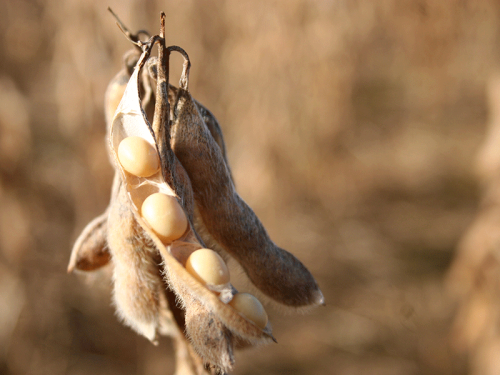 Soja dá sinal de alerta e mercado pode virar 