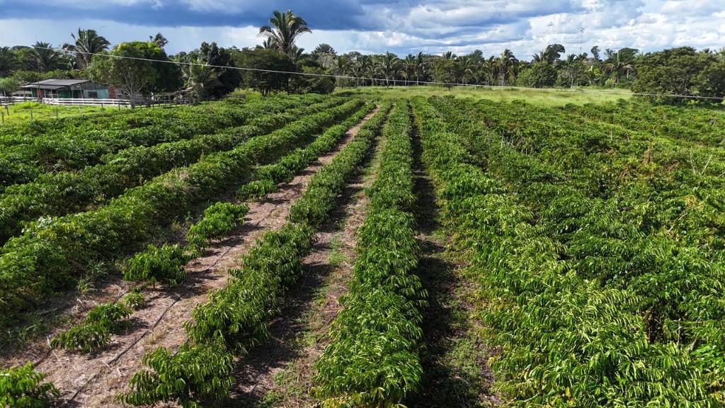 Tecnologia da Empaer chega ao campo e renova a esperança de produtores em Cotriguaçu 