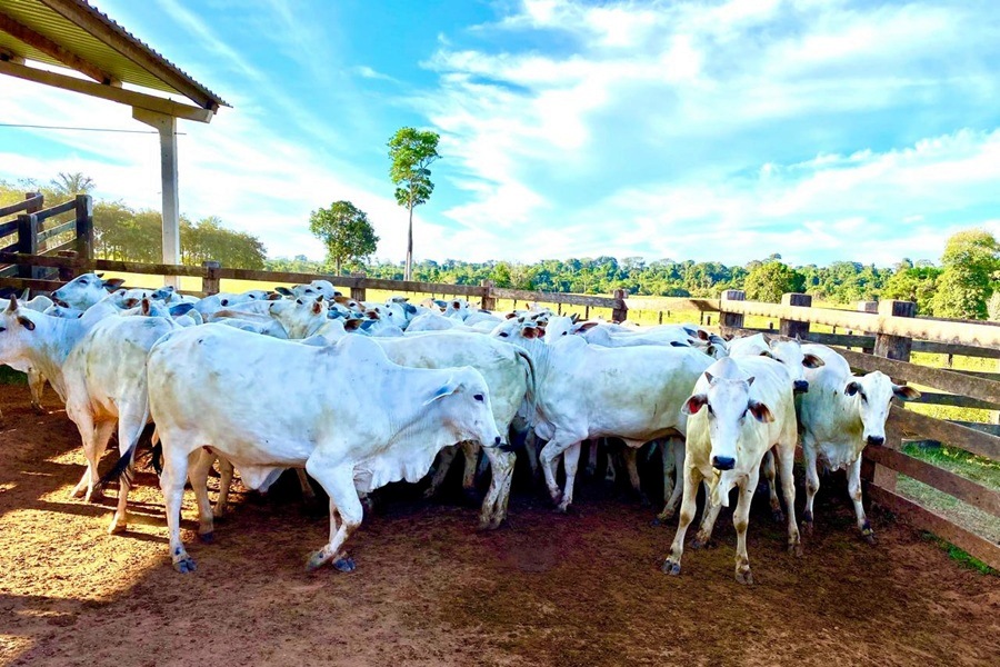 Indea inicia campanha obrigatória de atualização de rebanho em Aripuanã a partir de 1º de maio 