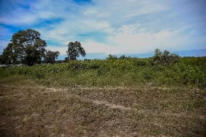 Comissão da ALMT retira de pauta projeto que revoga reserva extrativista na Região Norte 
