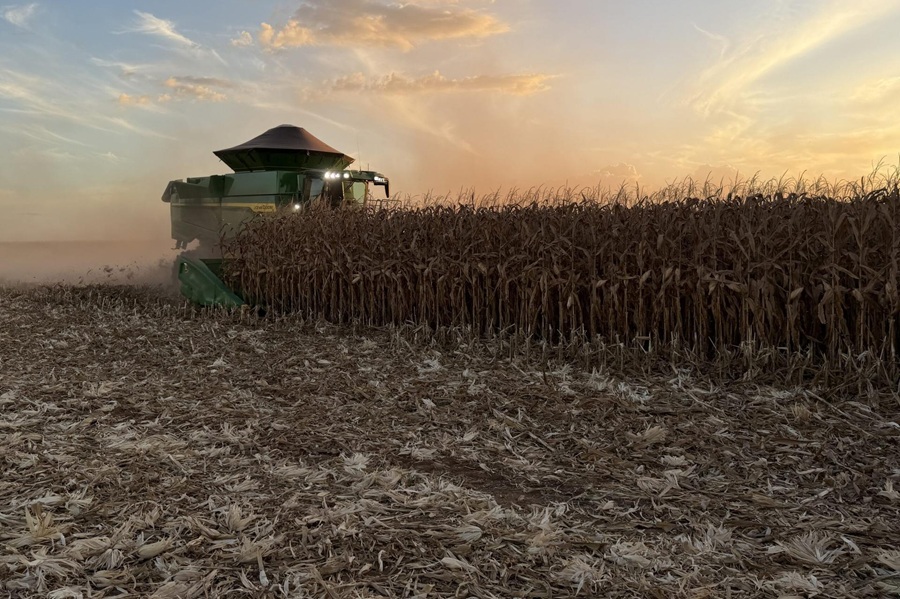 Mato Grosso acelera colheita do milho, mas alta dos custos em 14% exige cautela na próxima safra 