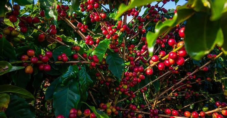 Aripuanã fortalece produção de café e participa de 1º Concurso de Qualidade do Café de Mato Grosso 