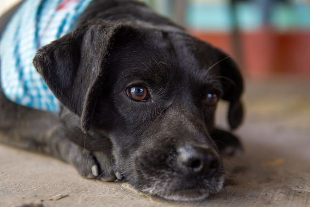 Prefeitura de Aripuanã abre credenciamento para garantir atendimento veterinário aos animais acolhidos pelo Município 