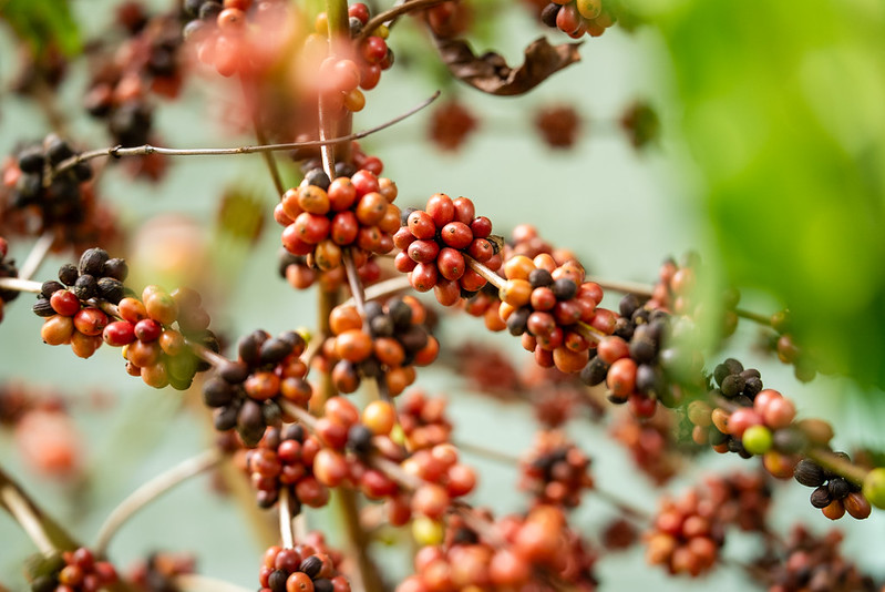 Workshop Café Robusta Amazônico reúne produtores para troca de conhecimento em Colniza 