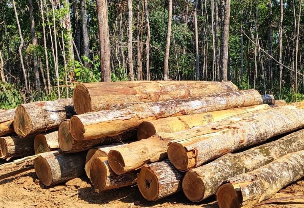 PM apreende 110 toras de madeira em área de desmatamento irregular em Colniza 