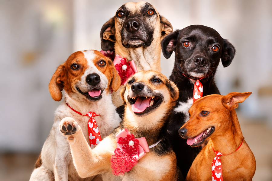 Abrigo Municipal de Animais de Aripuanã promove campanha de adoção de cães 